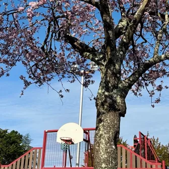 Arbre fleuri dans la cour